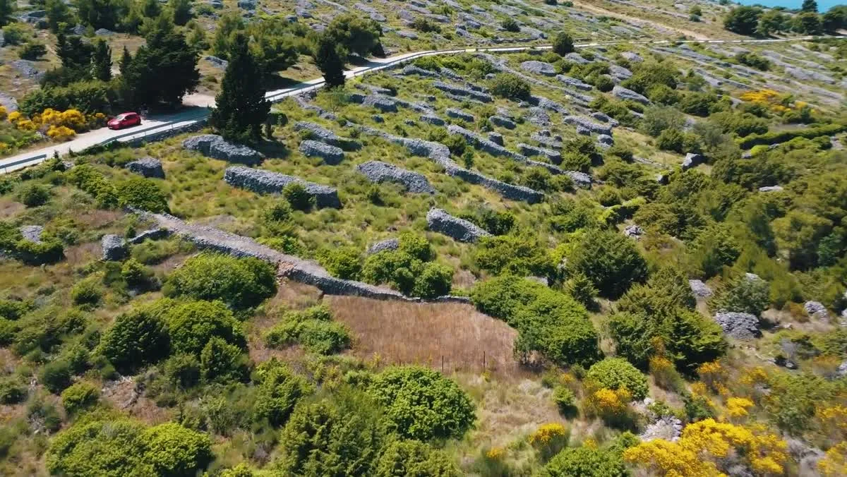 Lavender fields, Hvar